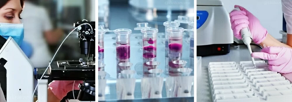 Эмбриология Клиники МАМА Эмбриология Клиники МАМА