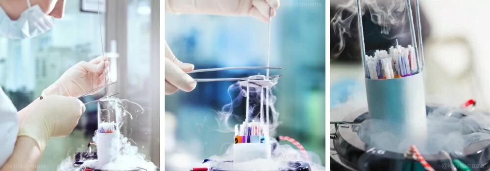 Эмбриология Клиники МАМА Эмбриология Клиники МАМА