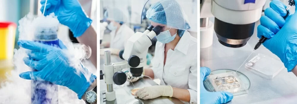 Эмбриология Клиники МАМА Эмбриология Клиники МАМА