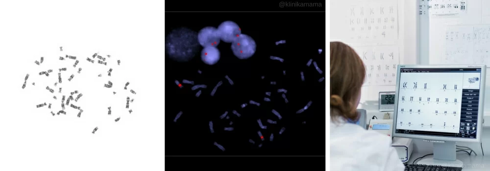 Эмбриология Клиники МАМА Эмбриология Клиники МАМА